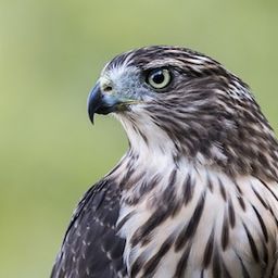 KorgHawk avatar