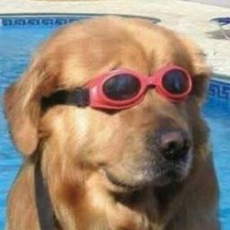 CryptoDoggo avatar