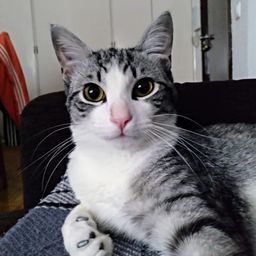 Kravas avatar