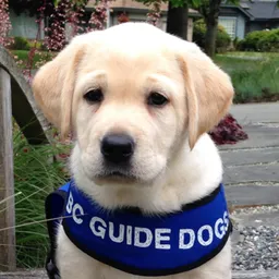 KR Guide Dog avatar