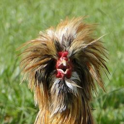 Kury kodowe avatar