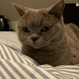 Nina  avatar
