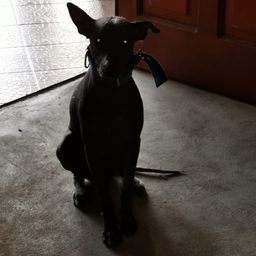 lalokota91 avatar
