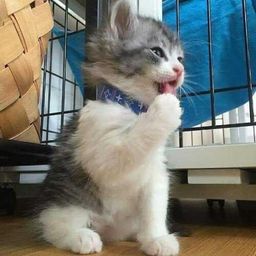 Pusi Cat avatar