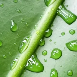 leafoflife