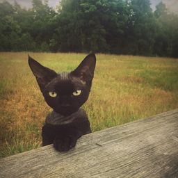 Lilith  avatar