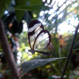 Lillli avatar