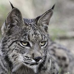 Lince Ibérico avatar