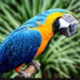 loellat avatar