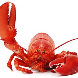 Loyal Lobster avatar