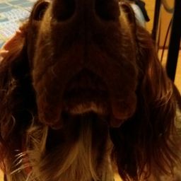luca