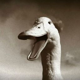 Lucky Duckling avatar