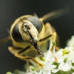 Macro Photography avatar