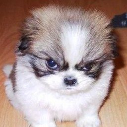 MadPuppy avatar