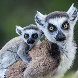 Madagascar - visite avatar