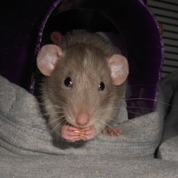 mandyteacup avatar