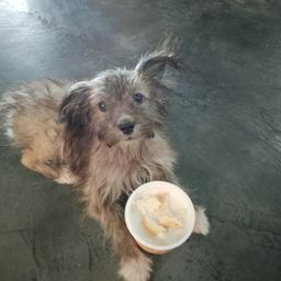 Perlita  avatar