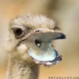 marabara avatar