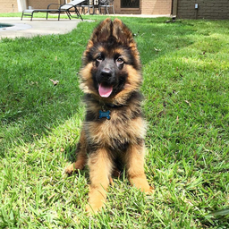Train The Puppy avatar