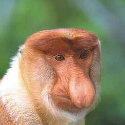 Marviman  avatar