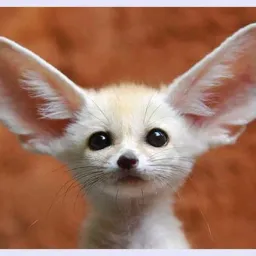 HOLA avatar
