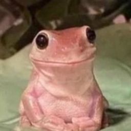 yellow frog  avatar