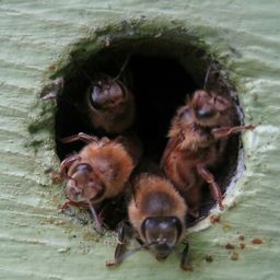 ｍｅａｎｂｅｅｓ avatar