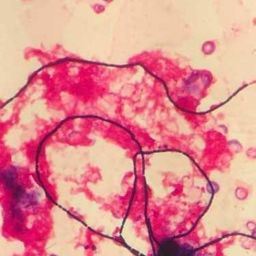 medbiologist avatar