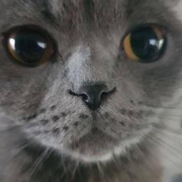 Meow Curator avatar