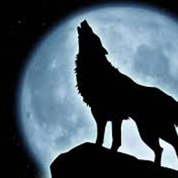 Digital Wolf avatar