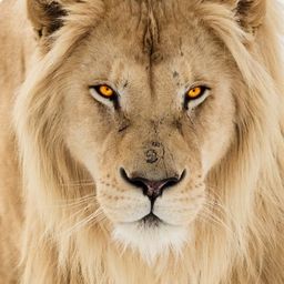 Lion avatar