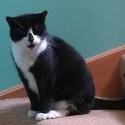 Mildred the cat avatar