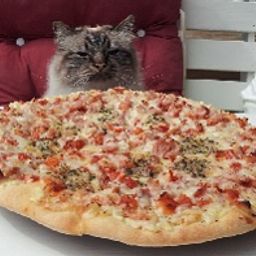 KATTEN & PIZZAN avatar