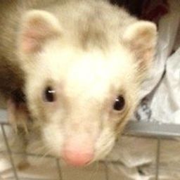 Minky Weasel avatar