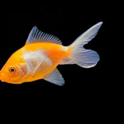 #minnowsfaucet 🐟🐠 avatar