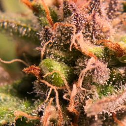 Craft Cannabis Grow avatar