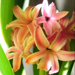 moirailia avatar