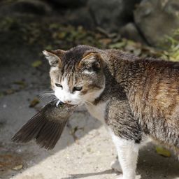 mokeko