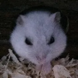 Monkeycatwithowl