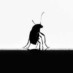 monochromes avatar