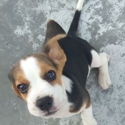 mozzie5 avatar