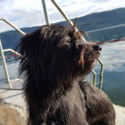 mphoto avatar