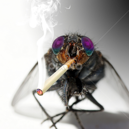 mrsmokingfly avatar