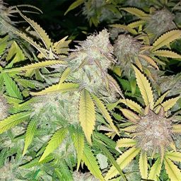 mrweeds