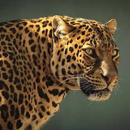 mudassir55 avatar