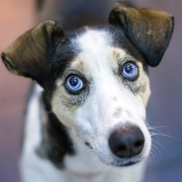 murphydog avatar