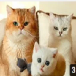 mysweetkittens avatar