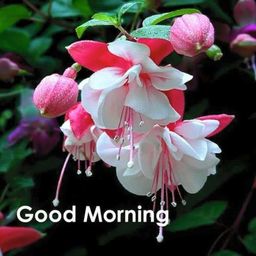 Chavda Dinesh K