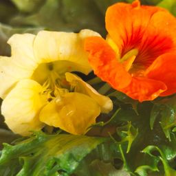 Nasturtium avatar