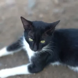 natagod avatar